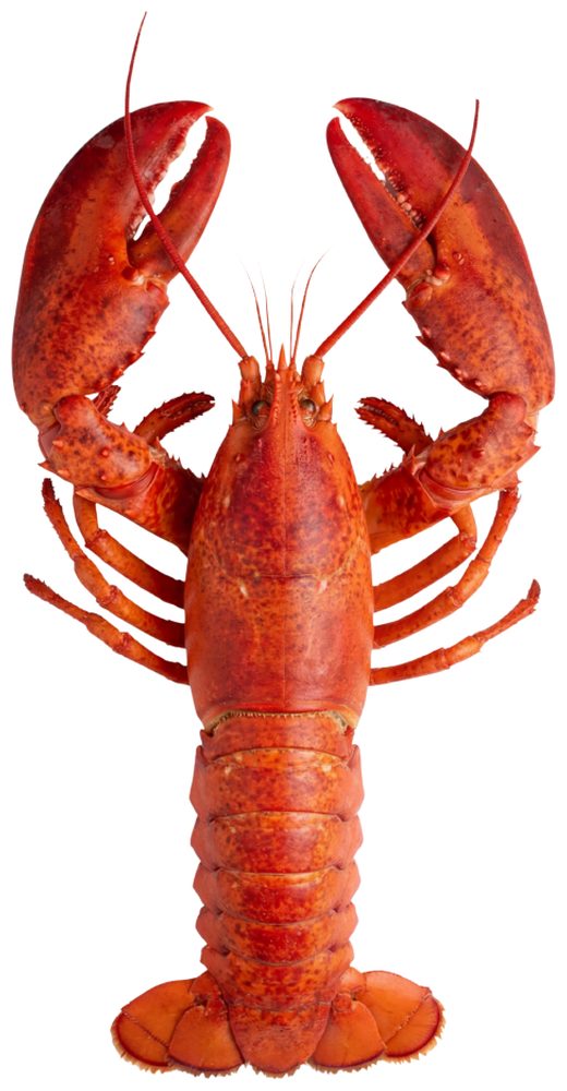 Lobster: Оригінал